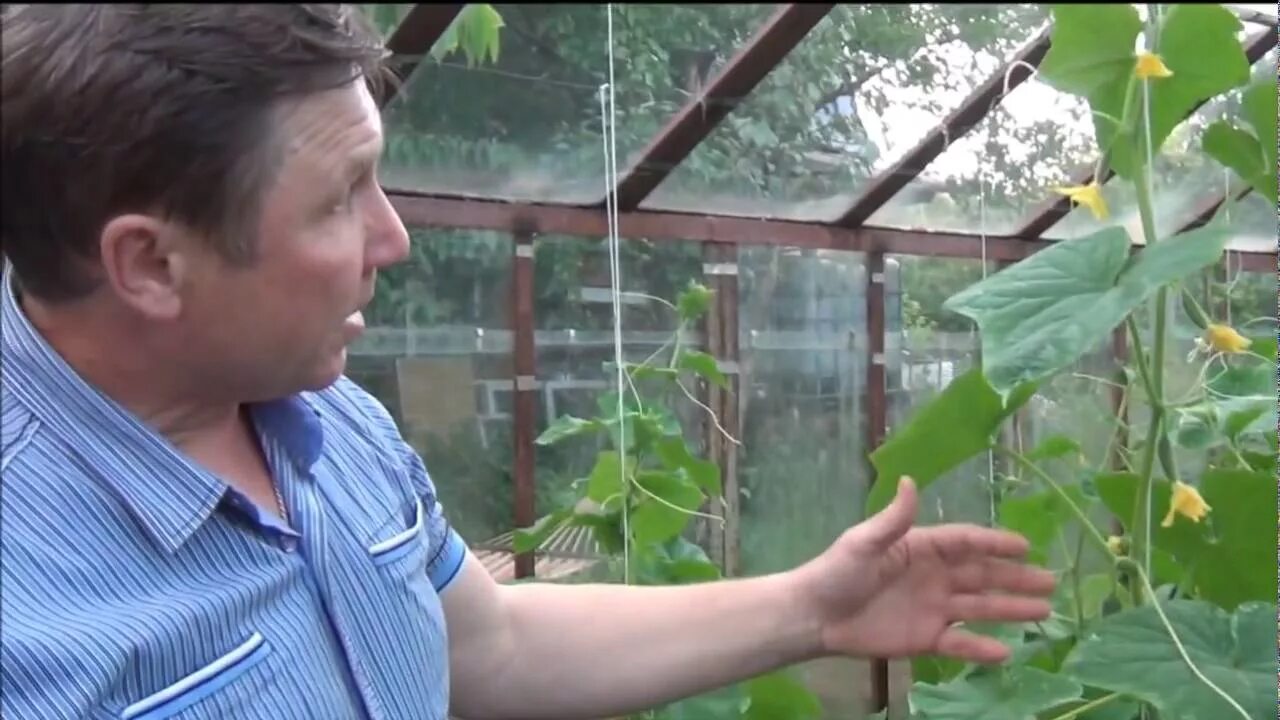 Выращивание огурцов видео. Садовый мир посадка огурцов в теплицу. Способы выращивания огурцов в парнике. Рассадить огурцы в парнике. Сетка для огурцов в парнике.