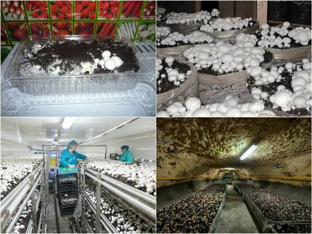 Почему шампиньоны можно выращивать на искусственных средах. Ферма шампиньонов. Компостный мицелий. Оборудование для грибоводства шампиньоны. Вырастить шампиньоны.