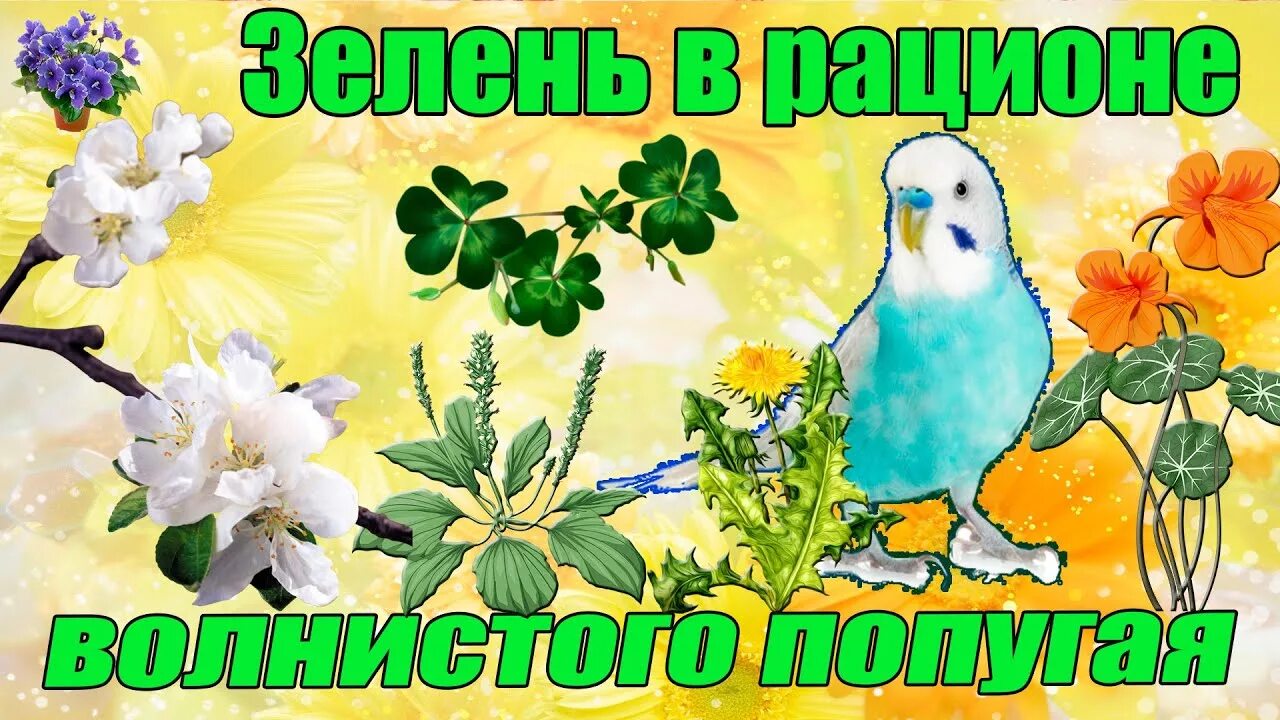 Какую траву можно давать попугаям. Какую траву можно давать попугаям