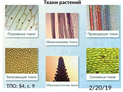 Названия ткани биология 6 класс