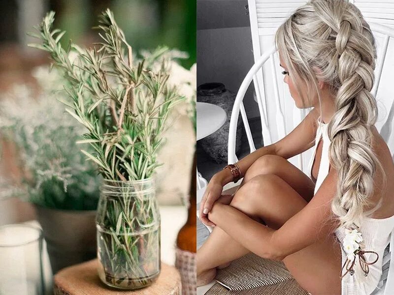 Розмарин лекарственный волшебный эликсир. Как пользоваться розмарином для волос. Розмарин описание. Розмариновое масло. Как пользоваться розмариновым маслом для волос.