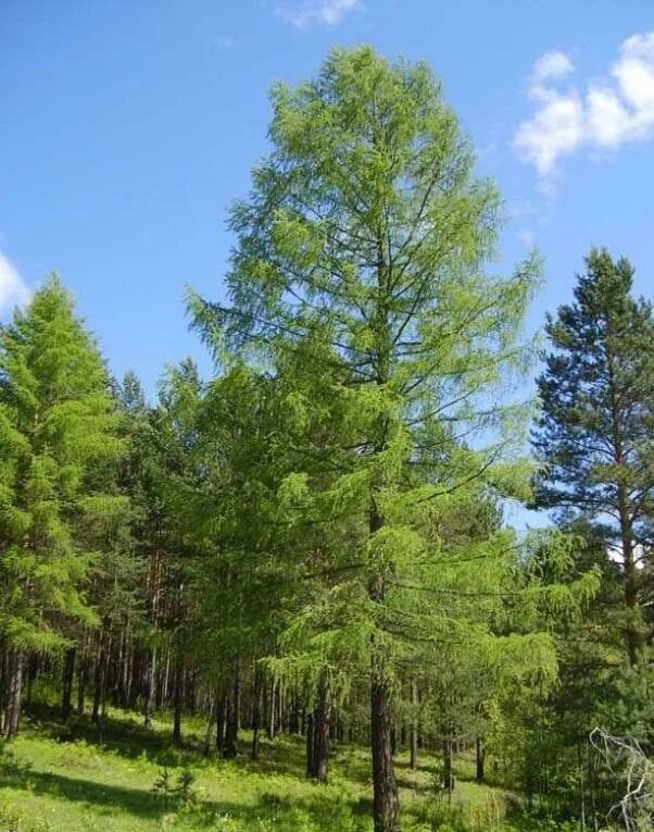 Буйское хвойное. Лиственница Сибирская Larix sibirica. Лиственница Сибирская (Larix sibirica Ledeb.). Лиственница Сибирская Бригантина. Лиственница Сибирская (Larix sibirica) ‘Романюк’.