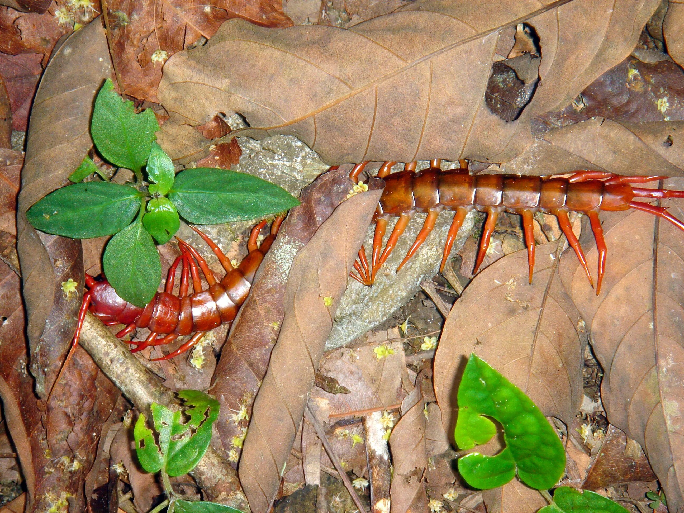 Сороконожка в тайланде. Насекомые тайланда многоножка. Сороконожка в тайланде. Сороконожка сколопендра. Ядовитая сороконожка в тайланде.