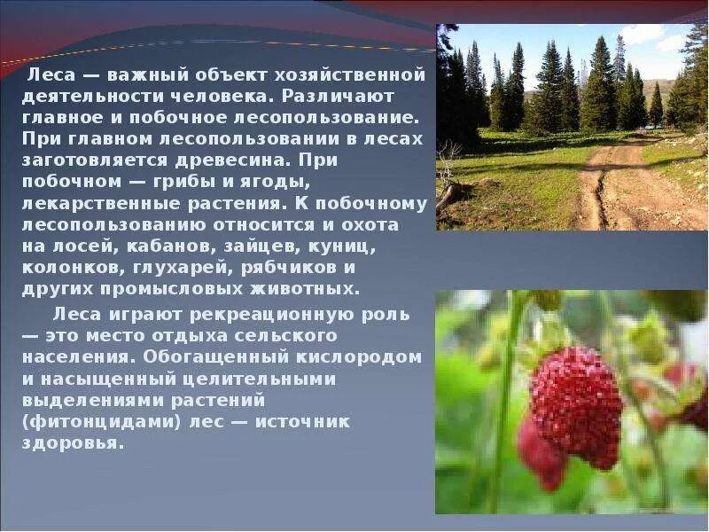 Доклад про лес. Доклад на тему леса. Рассказ о лесе. Доклад на тему жизнь леса