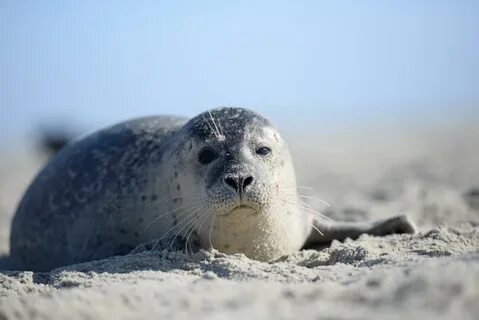 Увидеть морского котика