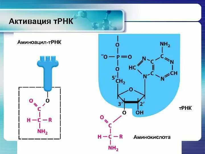 Реакция образования аминоацил-ТРНК. Реакция аминоацилирования ТРНК. Синтез аминоацил-ТРНК. Активация аминоацил ТРНК.