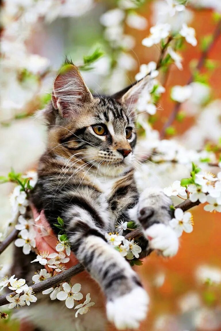 Красивые коты и кошки. Красивые кошечки. красивые котики. кошки весной. весна животные.