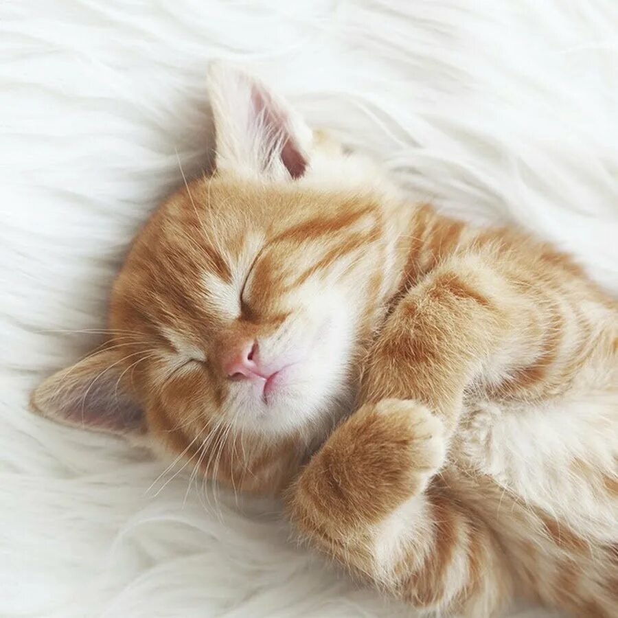 Спи быстрее картинки. Спящий рыжий котенок. спящий кот. рыжие коты на кровати. рыжий котенок спит.