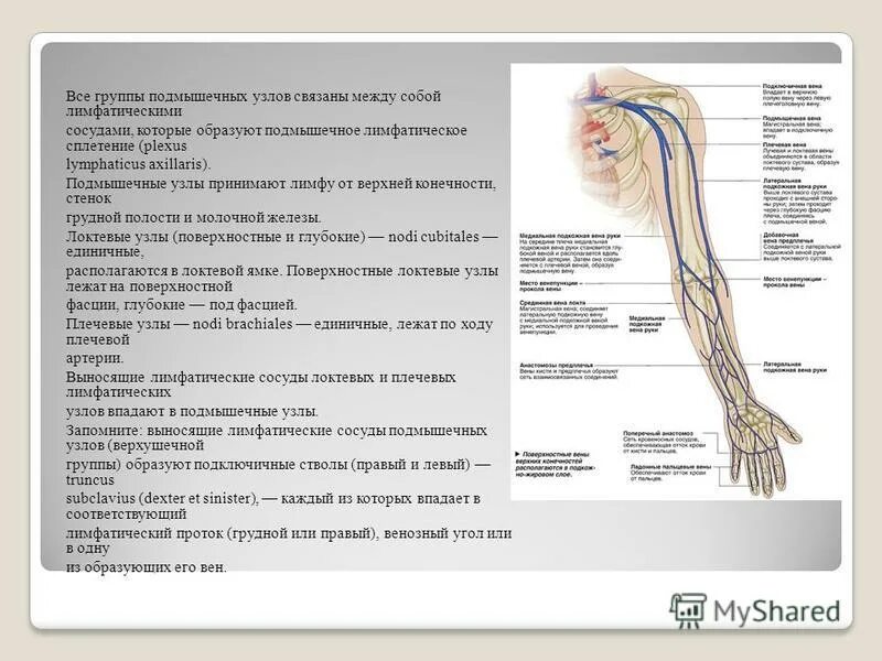 Лимфатические сосуды конечностей. Глубокие лимфатические сосуды верхней конечности. Подмышечные лимфатические узлы. Лимфатические узлы верхней конечности. Лимфатические узлы верхней конечности анатомия.