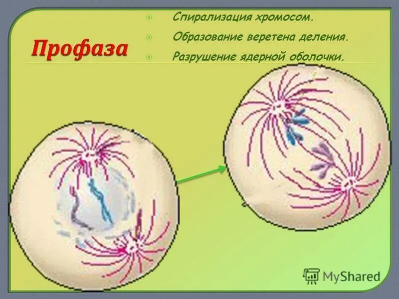 Спирализация хромосом исчезновение ядерной оболочки. Спирализация хромосом исчезновение ядерной оболочки