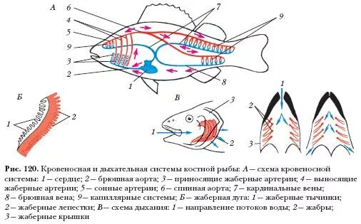 Состав и строение кровеносной системы рыб. Схема строения кровеносной системы костной рыбы. кровеносная система костных рыб схема. дыхателбнаясистема рыб схема. кровеносная и дыхательная система рыб.