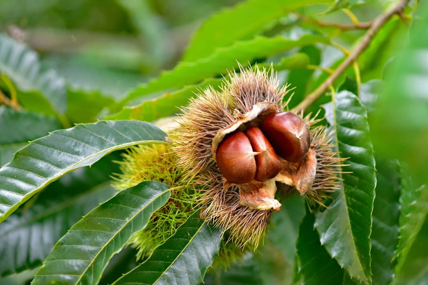 Самый каштан. Castanea crenata. каштан орех. каштан японский дерево.