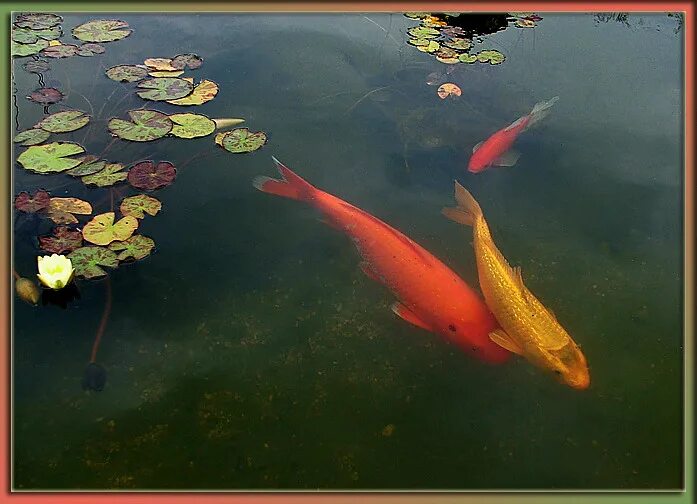 куда поднести духовного карпа. кормление рыб. карп кои рыбоводство. карп кои вуалевый. горбатый сазан.