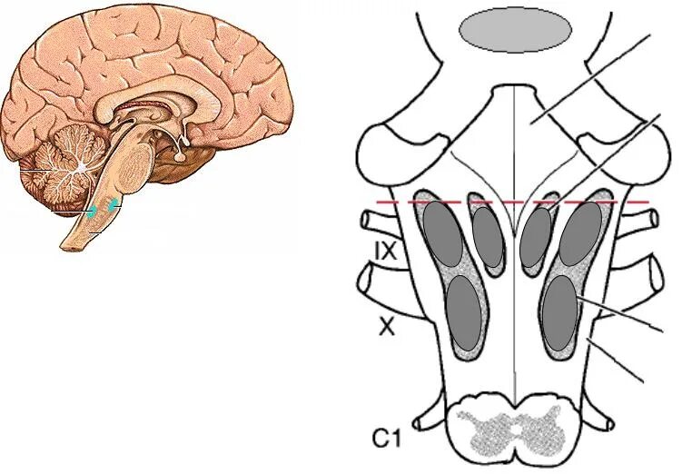 Центр дыхания в мозге. Дыхательный центр продолговатого мозга. Дыхательный рефлекс отдел мозга. Продолговатый мозг центр дыхания. Центр дыхания в мозге.