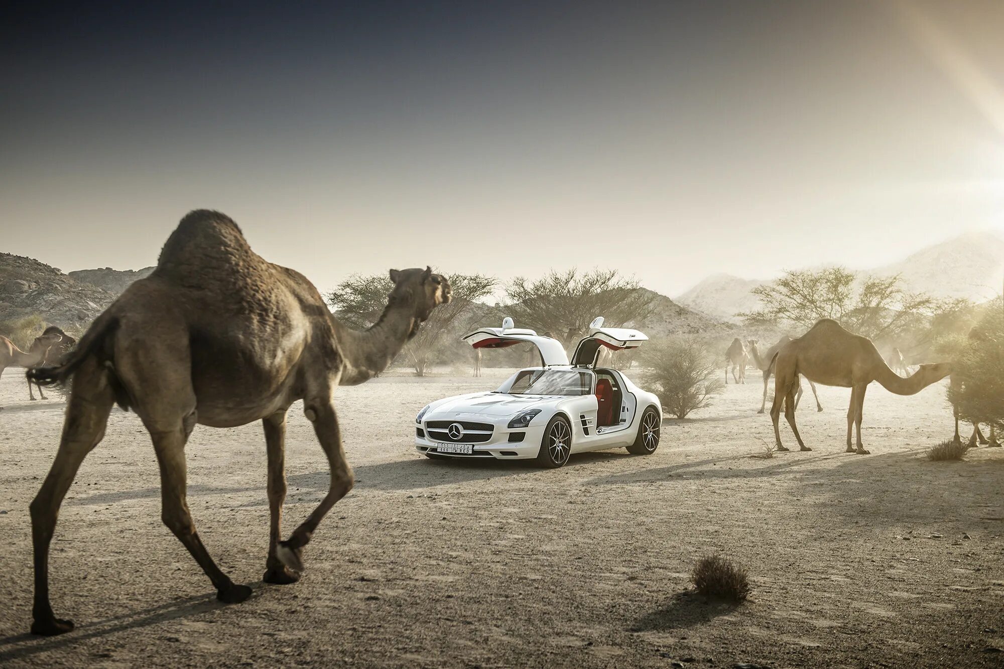 автомобиль верблюд. автомобиль верблюжонок. Mercedes amg sls desert gold. верблюд бежит. автомобиль верблюжонок.