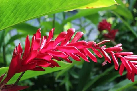 Tropical plant