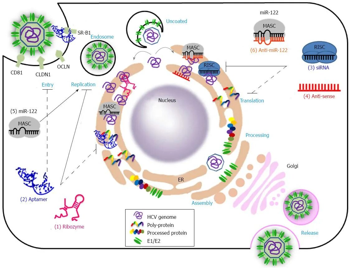 Hcv rna. HBV Genome. HCV машина. HCV цвета. Life Cycle Hepatitis d.