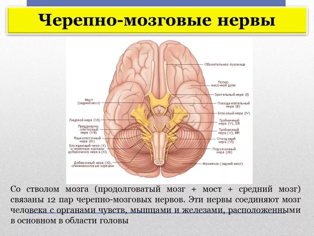 12 Пар черепно-мозговых нервов на стволе. Ствол мозга и Черепные нервы анатомия. Головной мозг 12 пар черепно мозговых нервов. Строение Черепного мозга. Структура черепно мозговых нервов