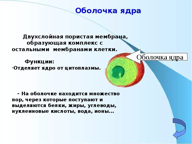Растворение оболочки ядра происходит в. Оболочка ядра. Модели ядра. Оболочечная модель ядра. Оболочечная модель ядра схема.
