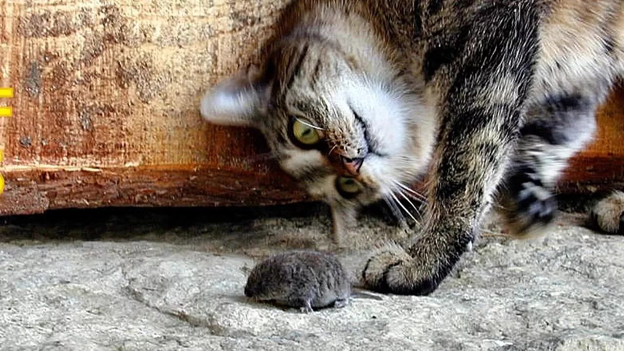 Кот и мышка. Кот и мыши. Уличный кот охотится. Кошки-мышки. Кошки-мышки.
