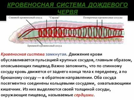 Кольчатые черви количество кругов кровообращения