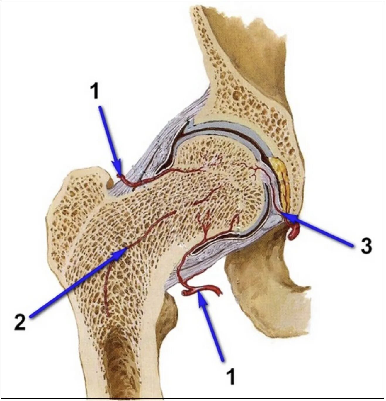 Анатомия шейки бедренной кости. Шейки головки бедренной кости. Артерия кровоснабжающая головку бедренной кости. Субхондральный перелом головки бедренной кости. Кровообращение костей