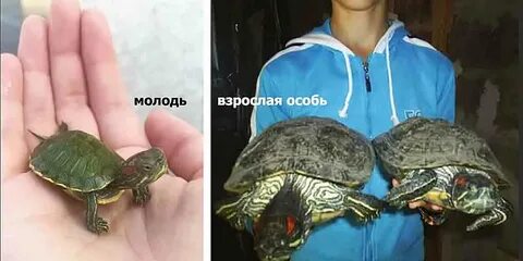 Как понять девочка или мальчик красноухая черепаха