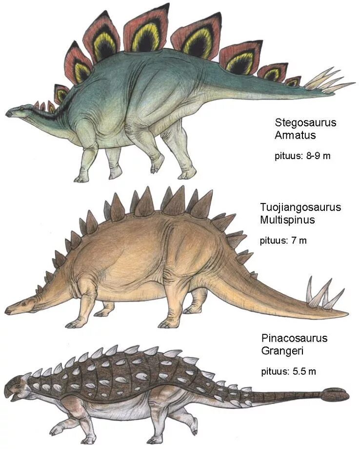 Стегозавр и Анкилозавр. Стегозавр арматус. Анкилозавр Стегозавр Кентрозавр. Стегозавры (инфраотряд). Травоядные динозавры с шипами