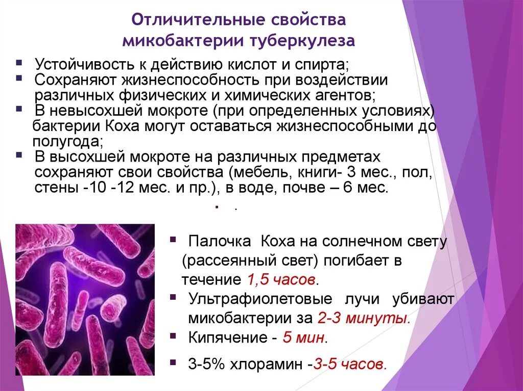 Туберкулез латынь. Отличительная особенность микобактерий туберкулеза. Микобактерия туберкулеза свойства возбудителя. Микобактерия туберкулеза характеристика. Биохимические компоненты микобактерии туберкулеза.