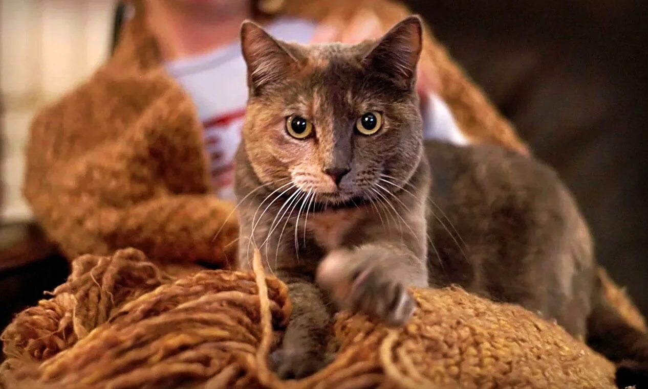 Кошка топчется лапами на человеке. Кошка топчется. кот месит лапами. коты мнут лапки. кот перебирает лапами.