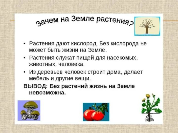 Роль растений и животных в жизни человека. Зачем растение в природе. Растения в жизни человека. Значение растений для животных.