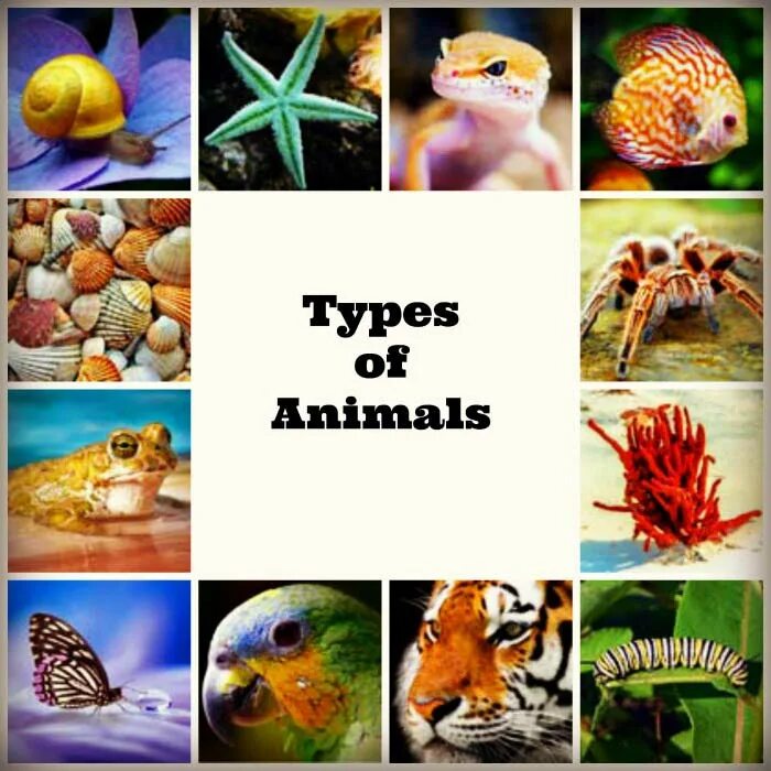 Types of животных. Different Types of animals. Phylums animals. 6 Types animals.