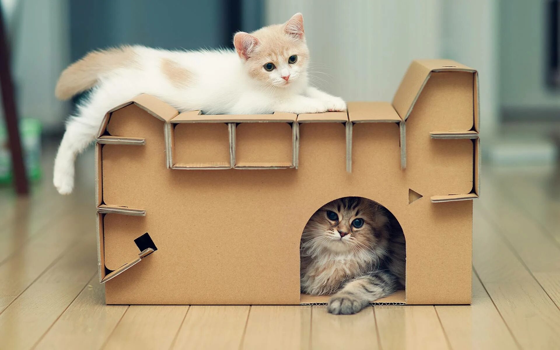 Домик для кошек. Стильные домики для кошек. Дом для котят. Домик для кошки с котятами. Кошки дома картинки