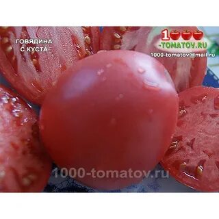 Томаты говядина с куста описание сорта