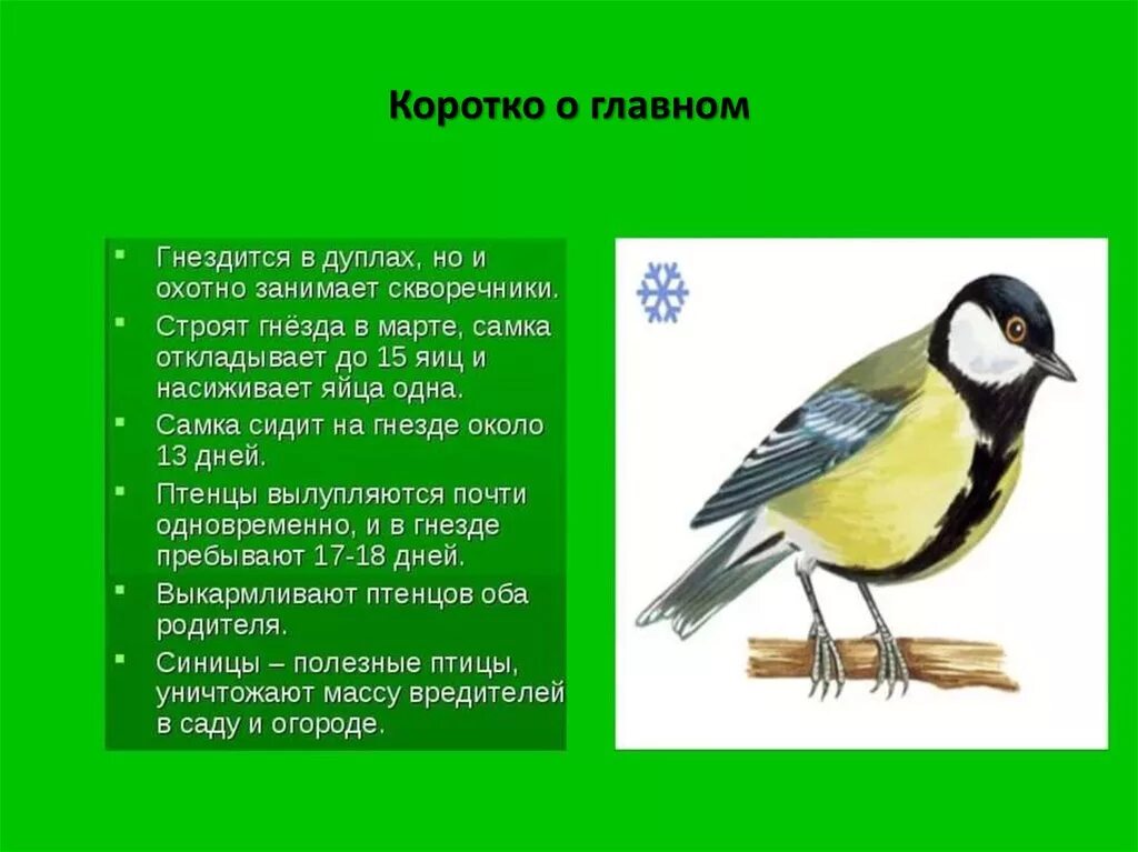 Коротко про птиц. Синица описание. Информация о синичке. Большая синица описание. Кратко о синице.