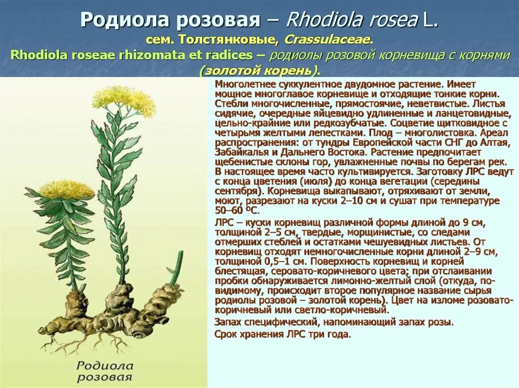 Золотой корень (родиола розовая) - лечебные свойства и противопоказания
