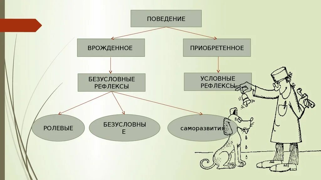 Врожденное и приобретенное поведение. Врожденные и приобретенные формы поведения. Врождённое и приобретенооне поведение. Приобретенное поведение человека.