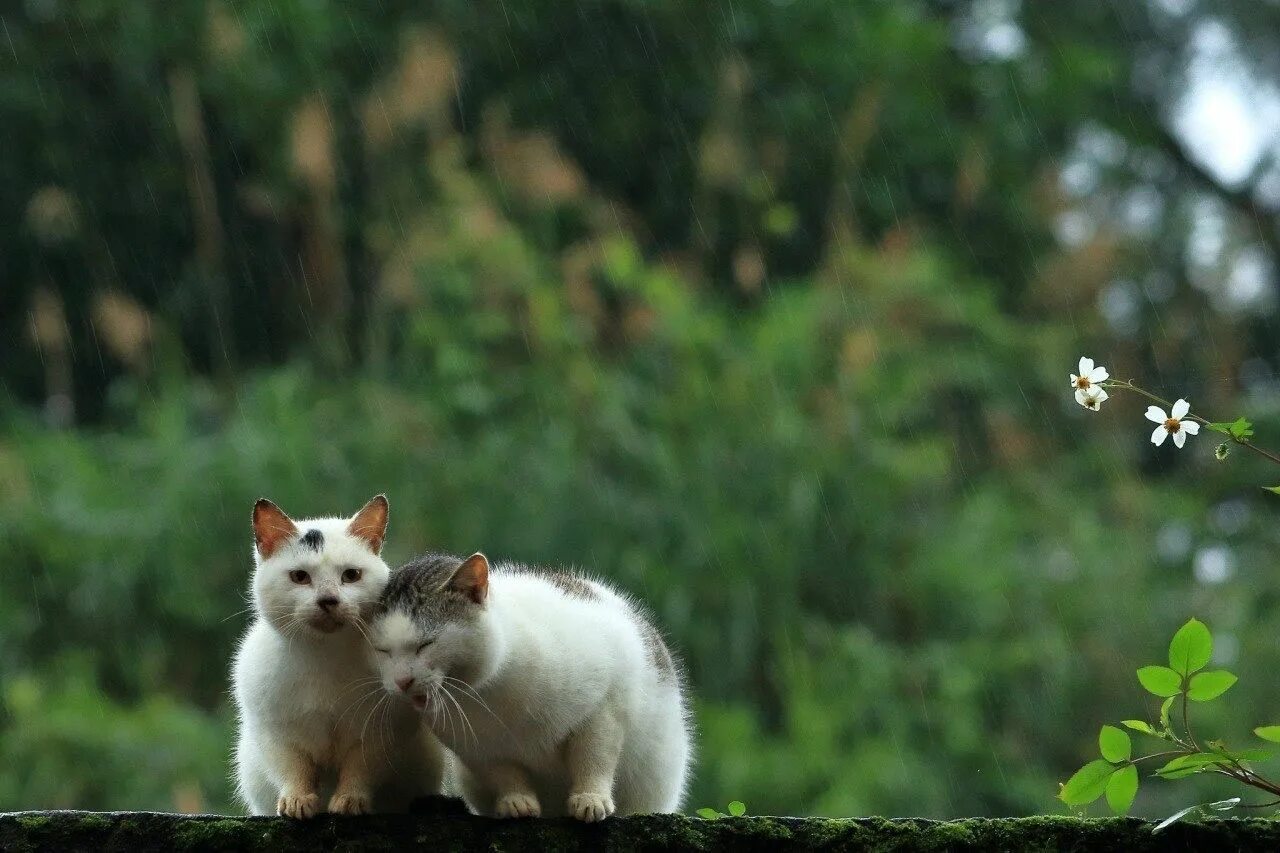 Rain animals. Кошка на природе. Животные дождь. Животные под дождем. Лето дождь животные.