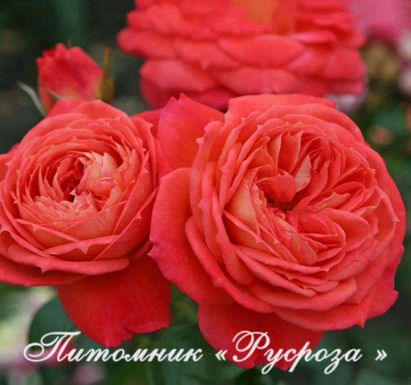 Роза хартс фото и описание отзывы Роза Хартс, новый, в наличии. Цена: 253 ₽ во Владивостоке
