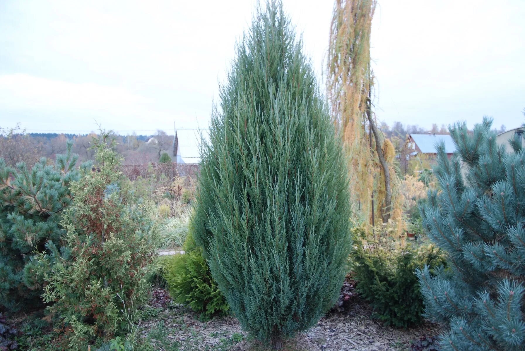 Можжевельник блю эрроу высота взрослого растения. Можжевельник скальный блю эрроу. Можжевельник скайрокет. Можжевельник скальный фото и описание. Блюэроу.