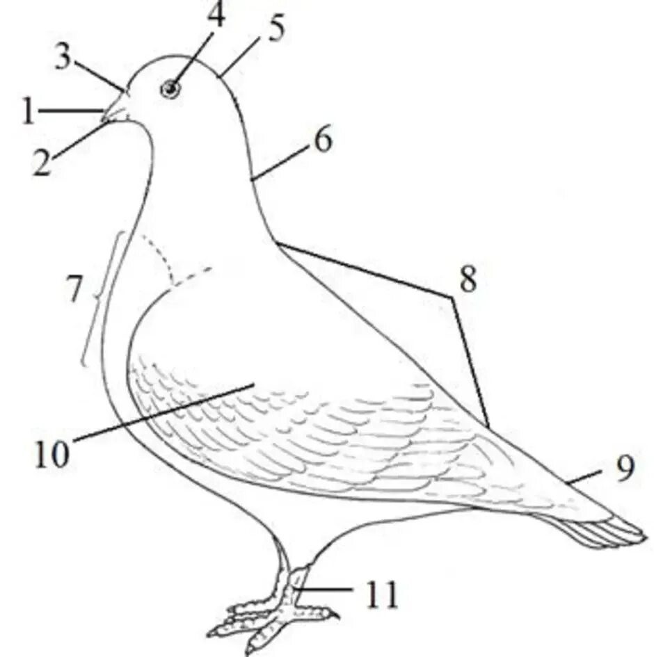 Форма легких птиц. Внешнее строение сизого голубя. Голубь биология внешнее строение. Внешнее строение птицы голубь. Внешне строение сизого голубя.