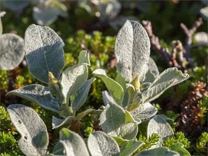 Salix Lanata (0 фото) .