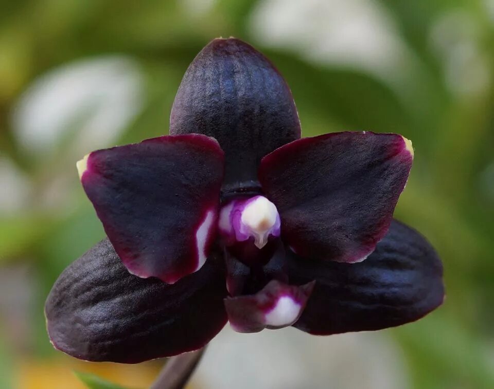 Орхидея Анаконда ( phal. zheng min anaconda ) - YouTube