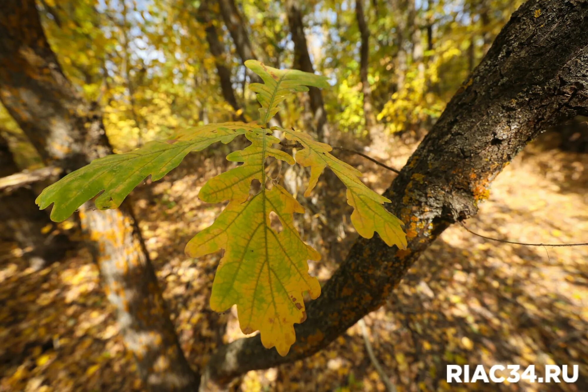 Дубовая 8. Дубовая 8. Дубовая бочка 15 л «duero». Воронежский массив. Воронежский массив в россии.