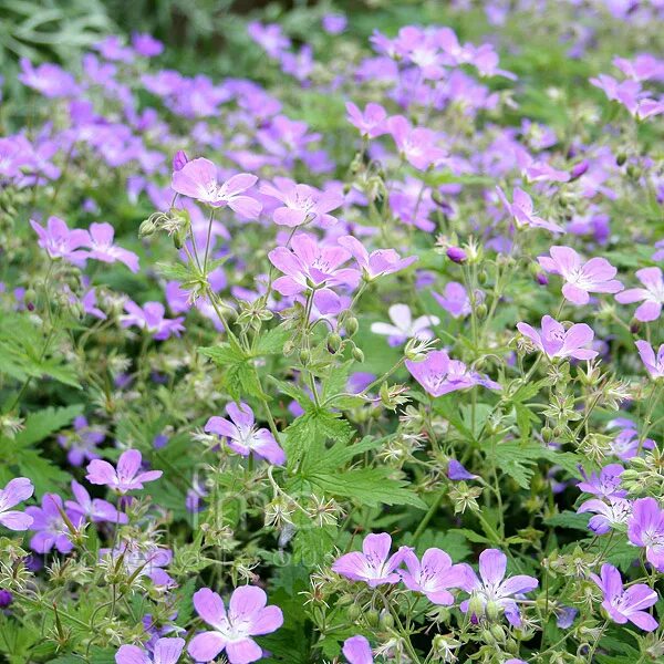 Герань военная. Герань Лесная Mayflower. Герань Лесная (Geranium sylvaticum). Герань Лесная Мэйфлауэр. Герань Луговая Mayflower.