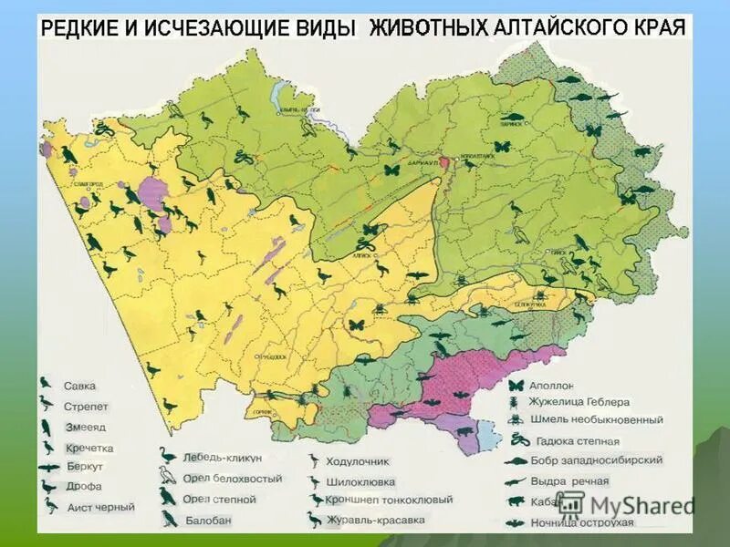 Карта природных зон Алтайского края. Растительный и животный мир Алтайского края карта. Животные Алтайского края на карте. Природные зоны гор алтая таблица