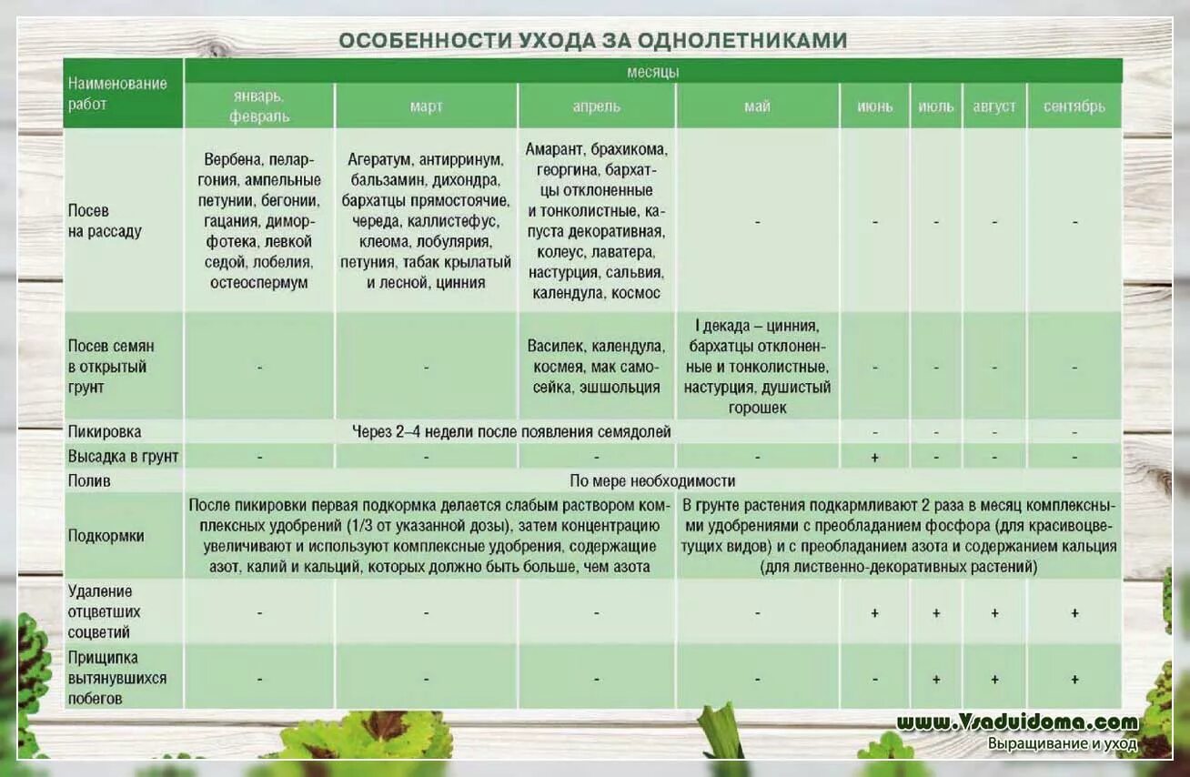 Какие удобрения вносить при посадке петунии. Схема подкормки рассады петунии. схема удобрения рассады. таблица подкормок петунии. таблица подкормки рассады петунии.