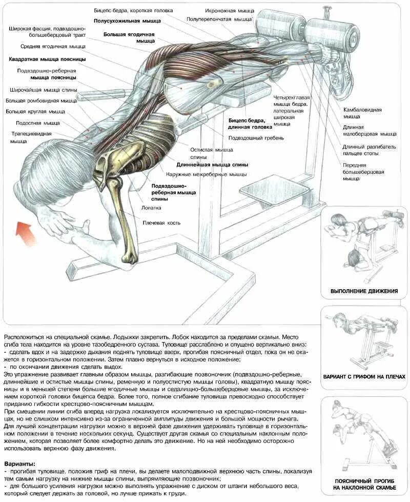 Упражнения для развития двуглавой мышцы бедра. Бёрпи техника выполнения для мужчин. Группы мышц задействованные при планке. Алмазные отжимания какие мышцы задействованы. Какие упражнения на какие группы.