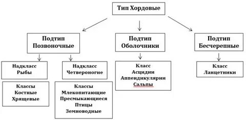 Тип систематика