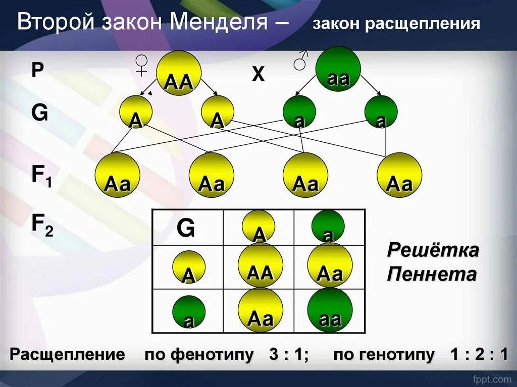 Полное доминирование расщепление по генотипу. Генетическая схема 3 закона Менделя. Решетка Пеннета 3 закон Менделя. Закон расщепления Менделя дигибридное скрещивание. 2 Закон Менделя расщепление.